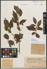 Foto von Salix phylicifolia var. sinensis Hand.-Mazz.